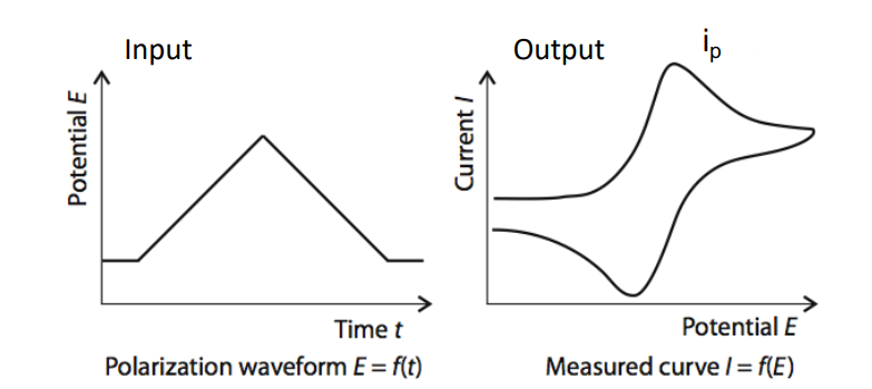 CV Typical Waveforms