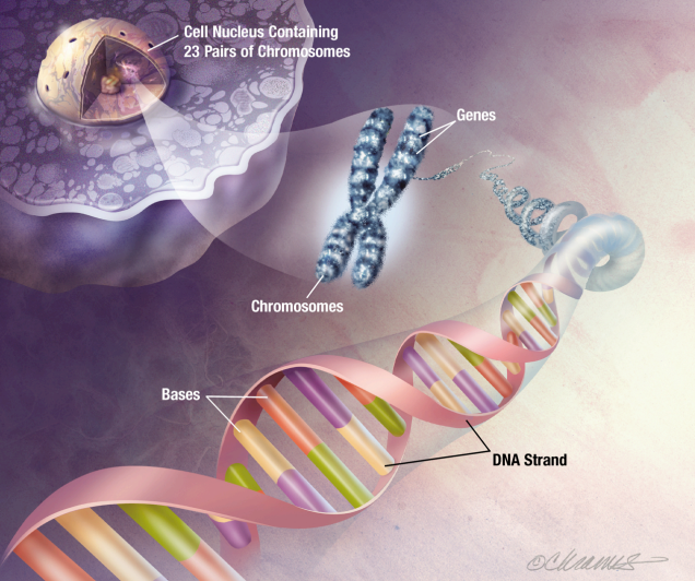 DNA Diagram