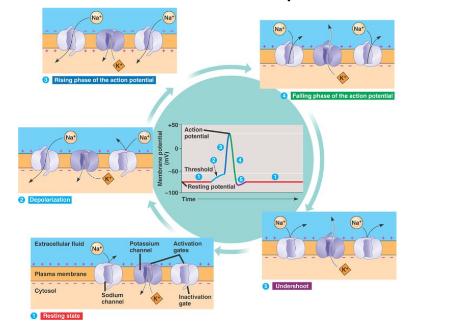 Action Potential Graph and Diagram Cycle