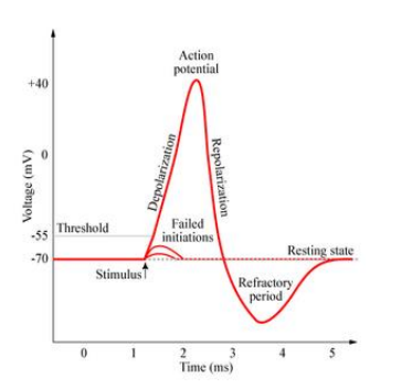 Action Potential Graph
