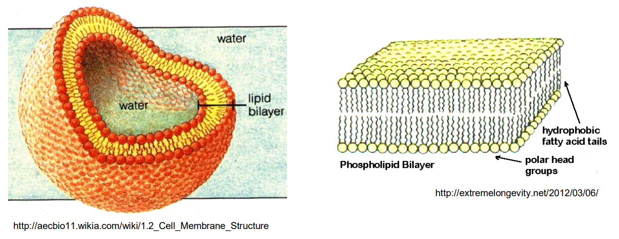 Cell and Cell Membrane Diagram