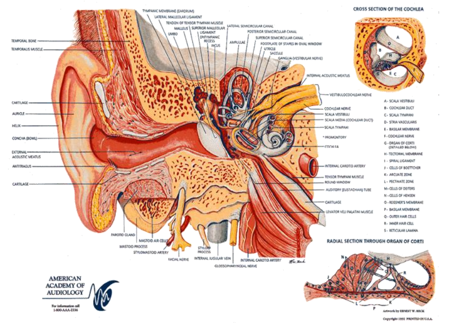Diagram of Inner Ear Anatomy