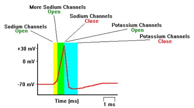 Labelled Potential Graph