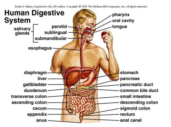 Human Metabolic System Diagram