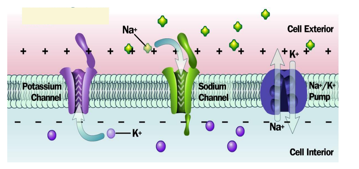 PotassiumSodiumIonChannels