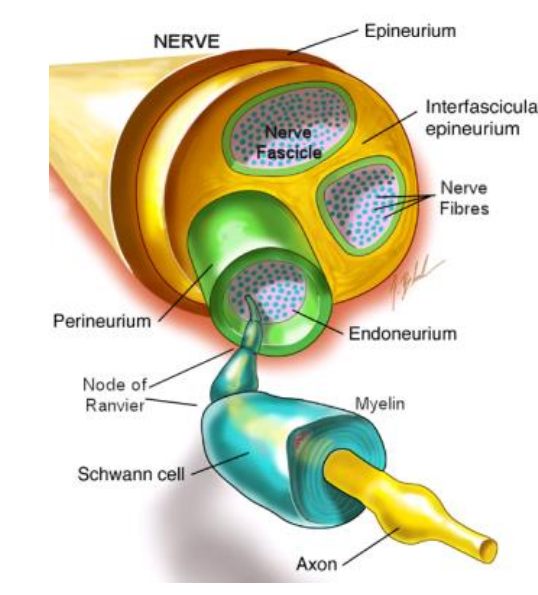 Nerve Diagram