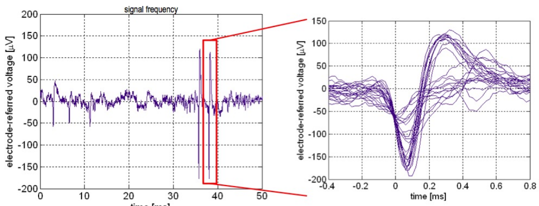 Neural Spike