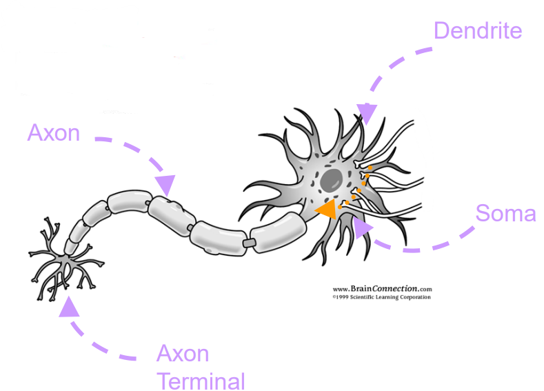 Diagram of a Neuron