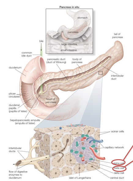 Pancreas Diagram