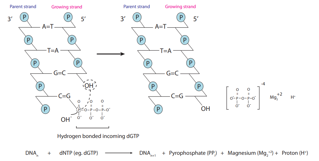 pH Based DNA Detection