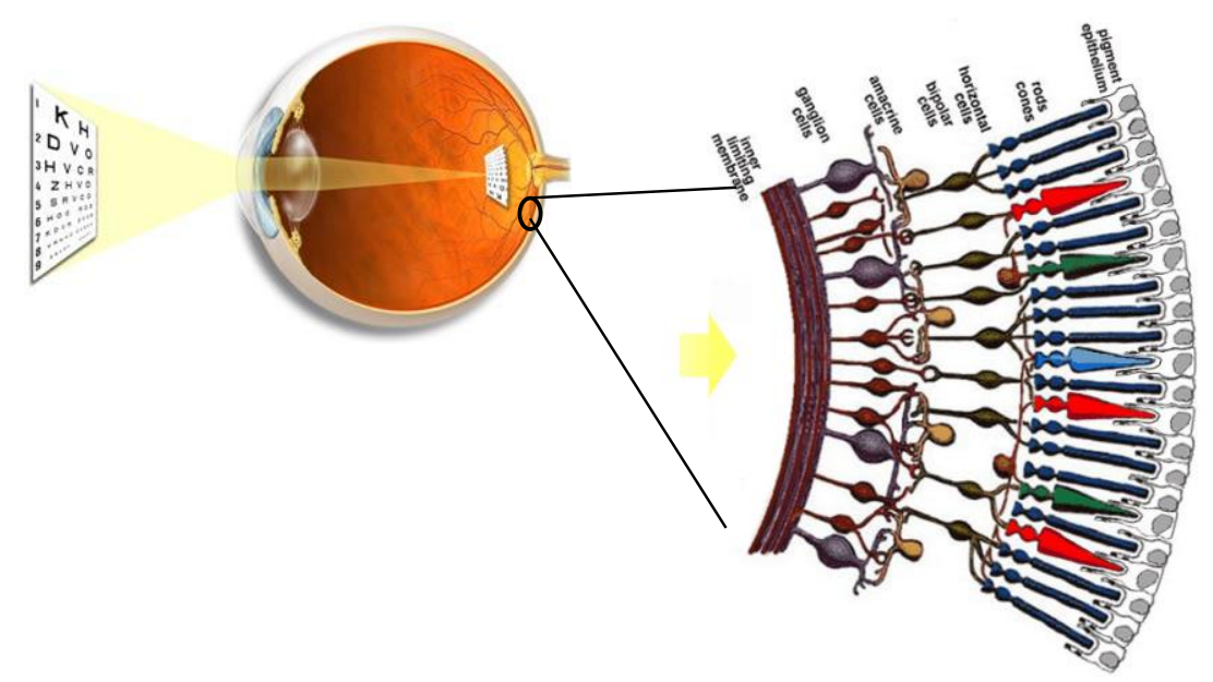 retina
