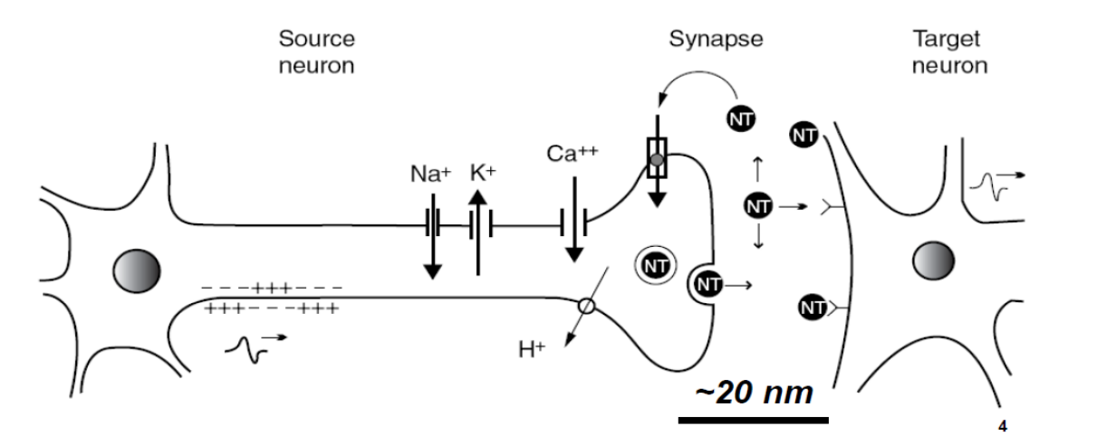 synapse
